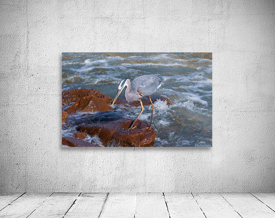 Great Blue Heron - Rock Hopper on the Hunt Wall Preview