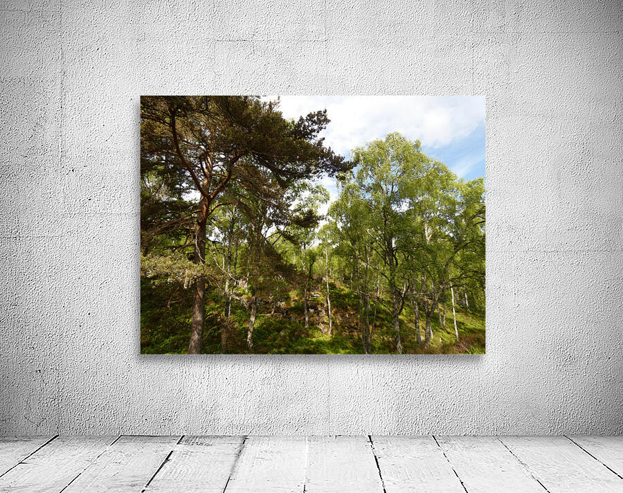 Impressionistic Scottish Highlands Forest   Wall Preview
