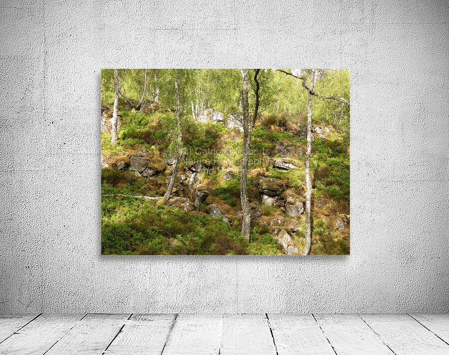 Birch Heather Blay Berries and Moss in the Scottish Highlands Wall Preview