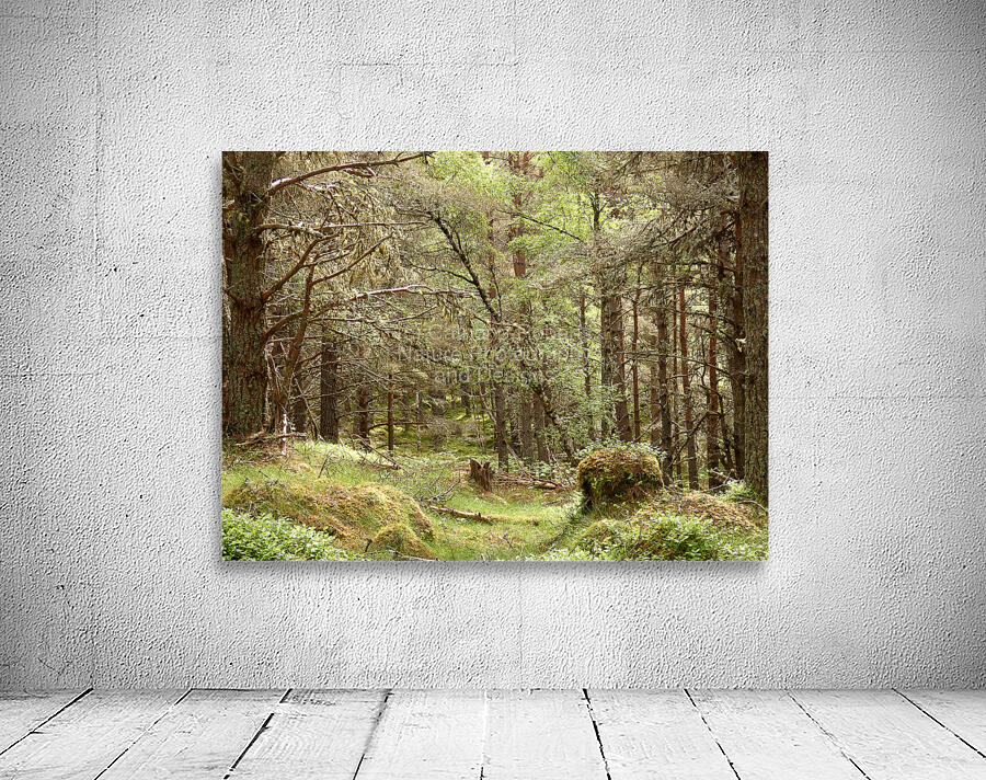 Forest Wonderland in the Scottish Highlands Wall Preview
