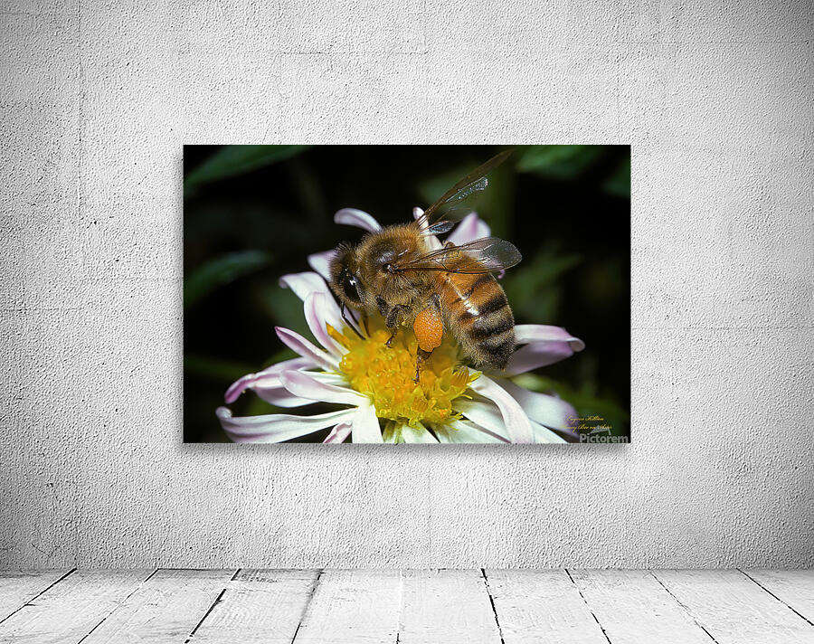 Honey Bee on Aster by Gene Killion 1980  Wall Preview