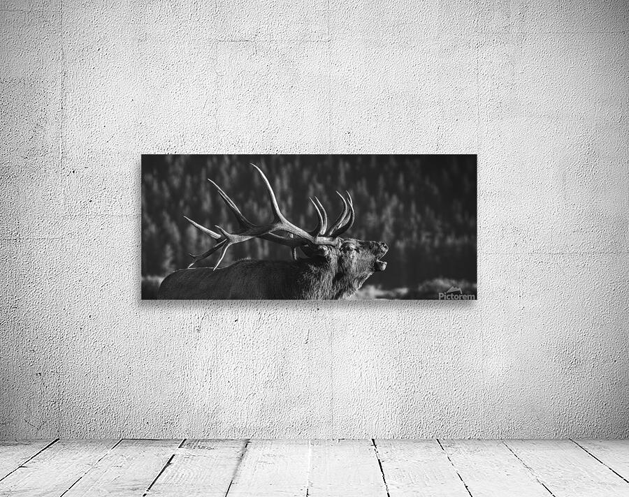 Rutting of the Elks B&W Wall Preview