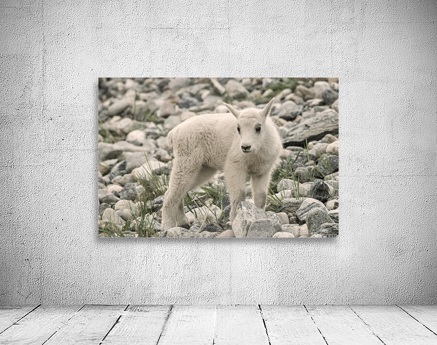 The Innocence of a Baby White Goat: Stunning Photography Wall Preview