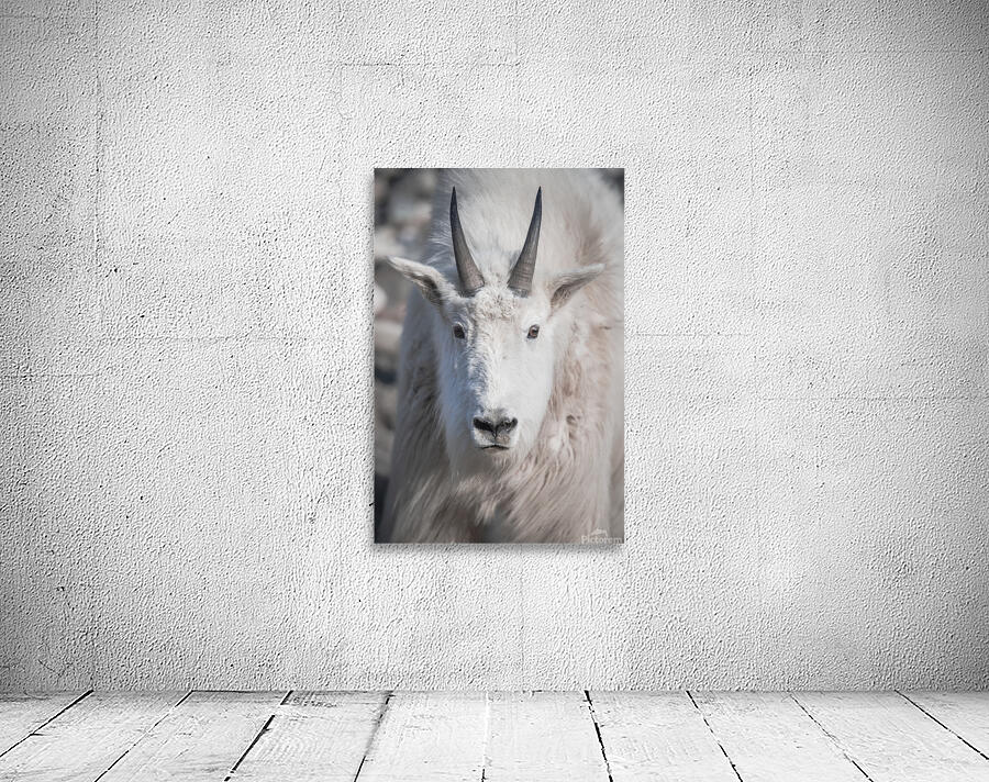 Majestic Close-Up: White Mountain Goat Portrait Wall Preview
