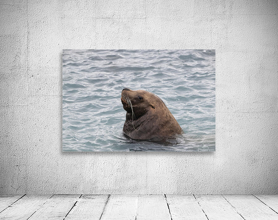 Sea Lion Mustaches: Whiskers of the Ocean Wall Preview