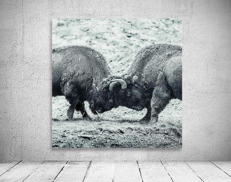 Battle for Hayden Valley B&W Wall Preview