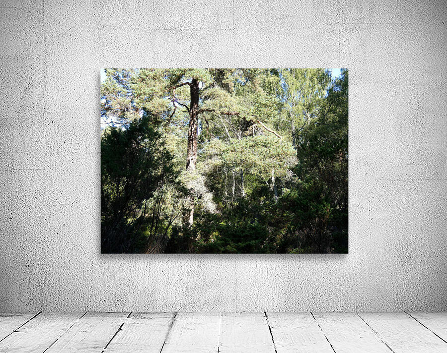 Forests Light and Shadow Play in the Scottish Highlands  Wall Preview