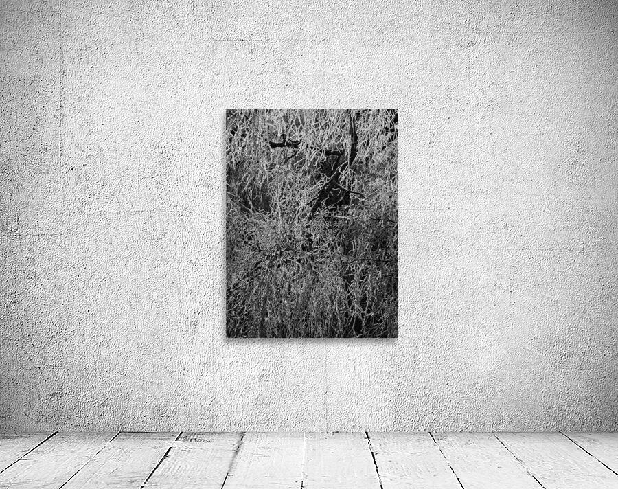 Frosty Birch Tree of the Scottish Highlands  Wall Preview