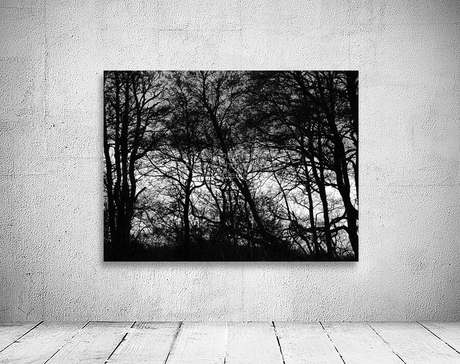 Winters Black and White Trees in the Scottish Highlands Wall Preview