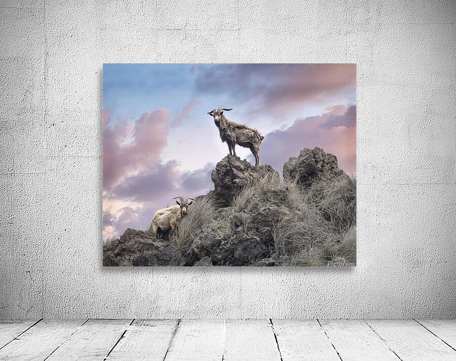 Goats of KONA Holt __RezN888 by Charles Holt  RezN888