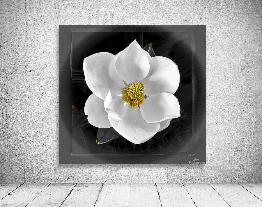 Magnolia Charm__Holt RezN888 by Charles Holt  RezN888