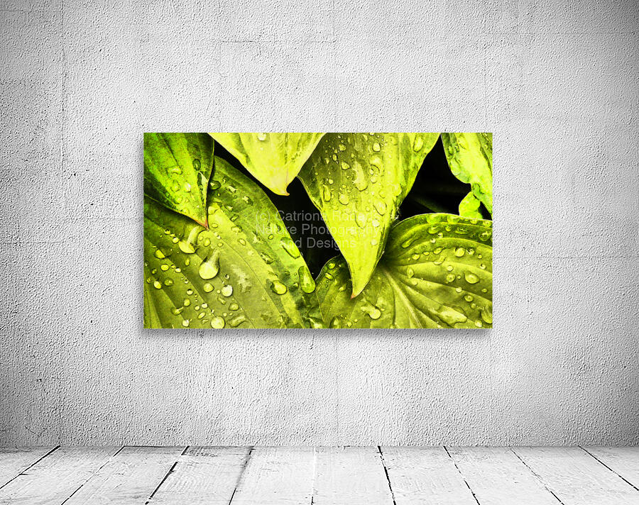  Impressionistic Hosta Leaves  Wall Preview