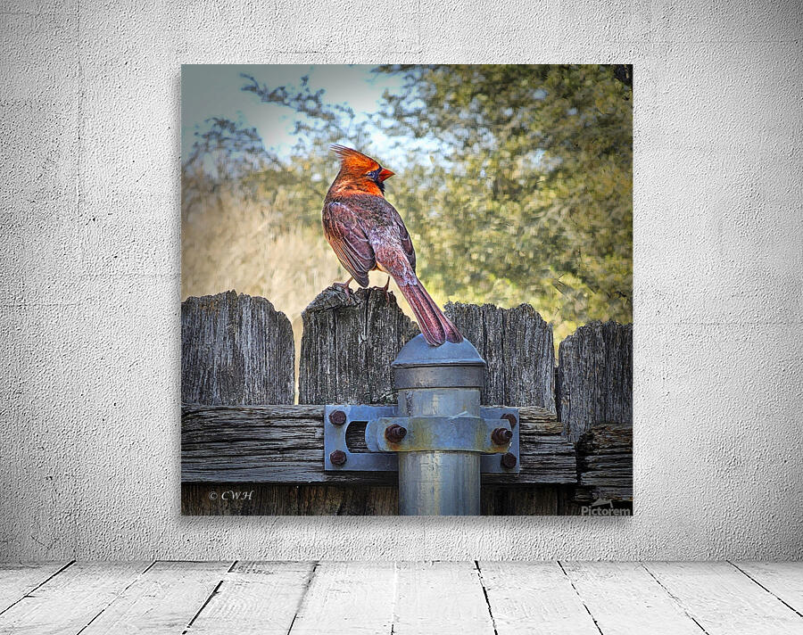 Cardinal Spring_Holt_RezN888 by Charles Holt  RezN888