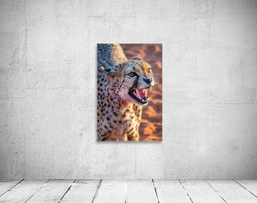 Angry cheetah portrait Namibia                           Wall Preview