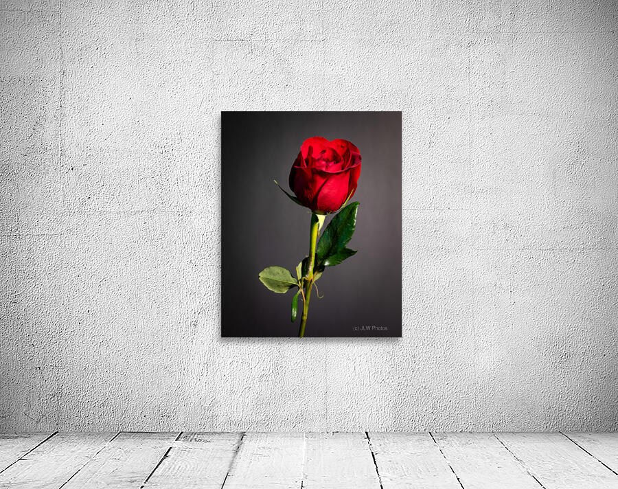 Single Red Rose Wall Preview