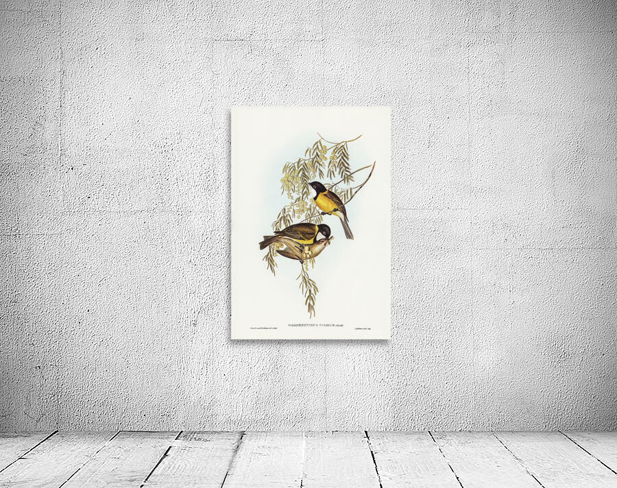 Australian Golden Whistler Wall Preview