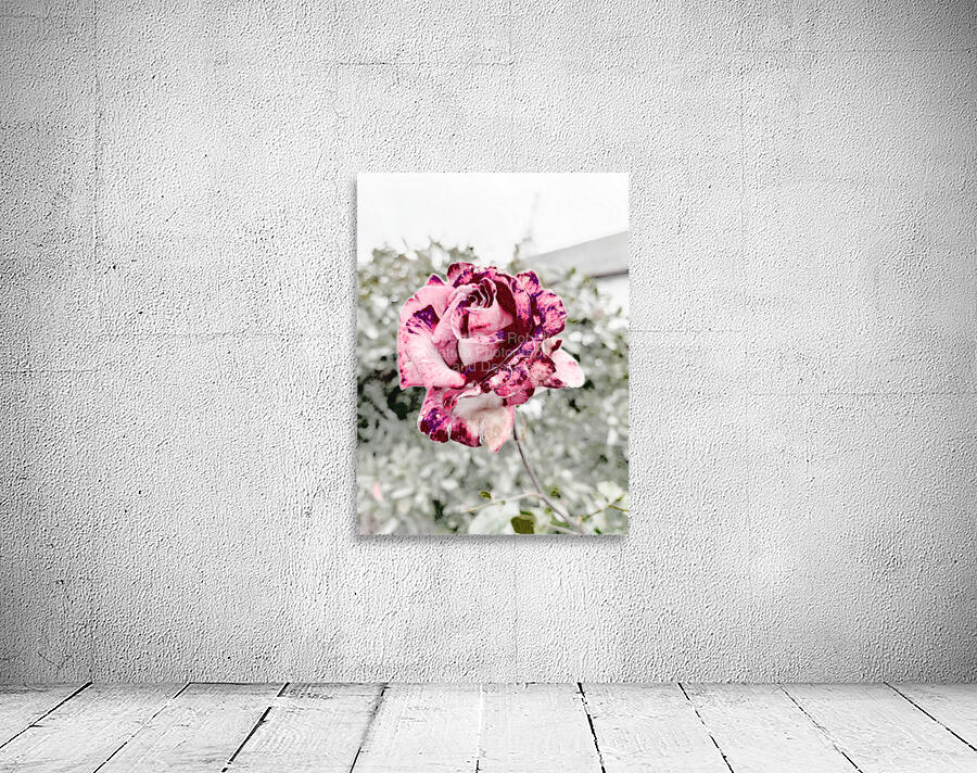 Abstract Rose Garden Wall Preview