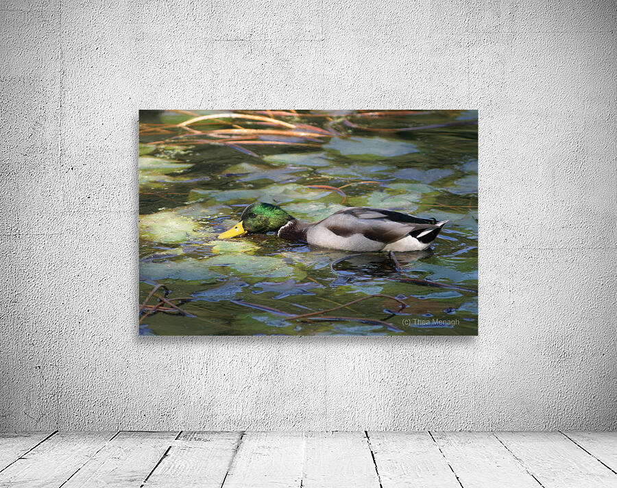 EATING GRASS IN PENNSYLVANIA POND Wall Preview