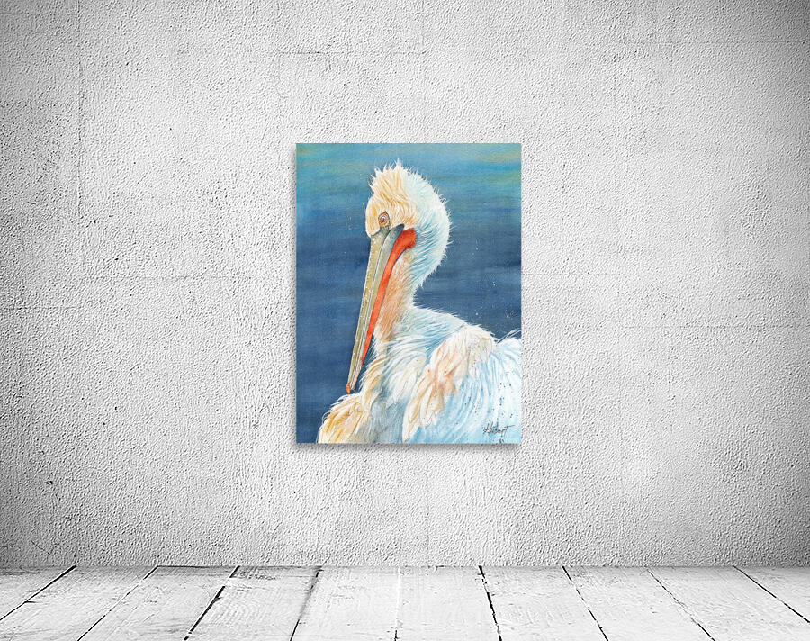 A Florida Pelican by Hubert ABITBOL