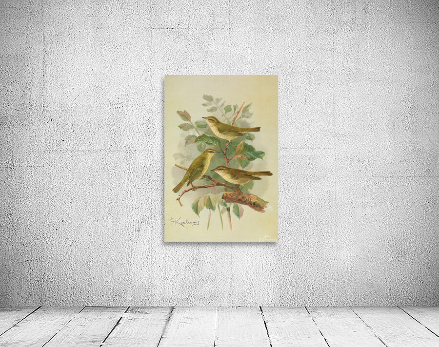 Phylloscopus viridanus. Nitidus. Borealis by Johann Friedrich Naumann [1780–1857] Wall Preview