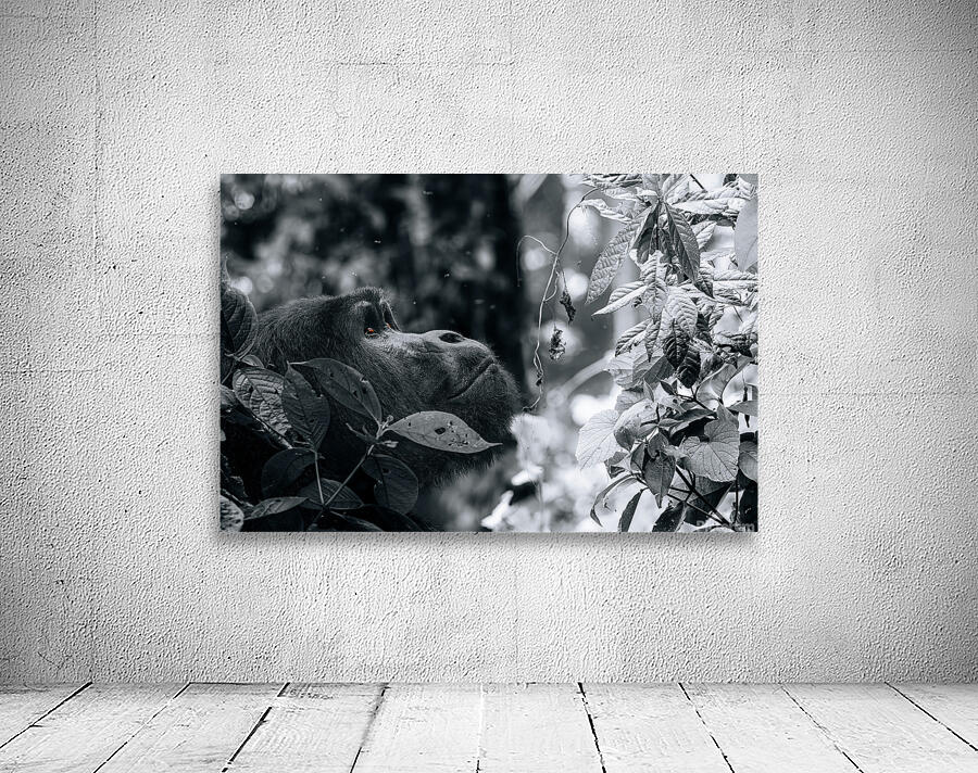 Lookin to the Sky B&W Wall Preview