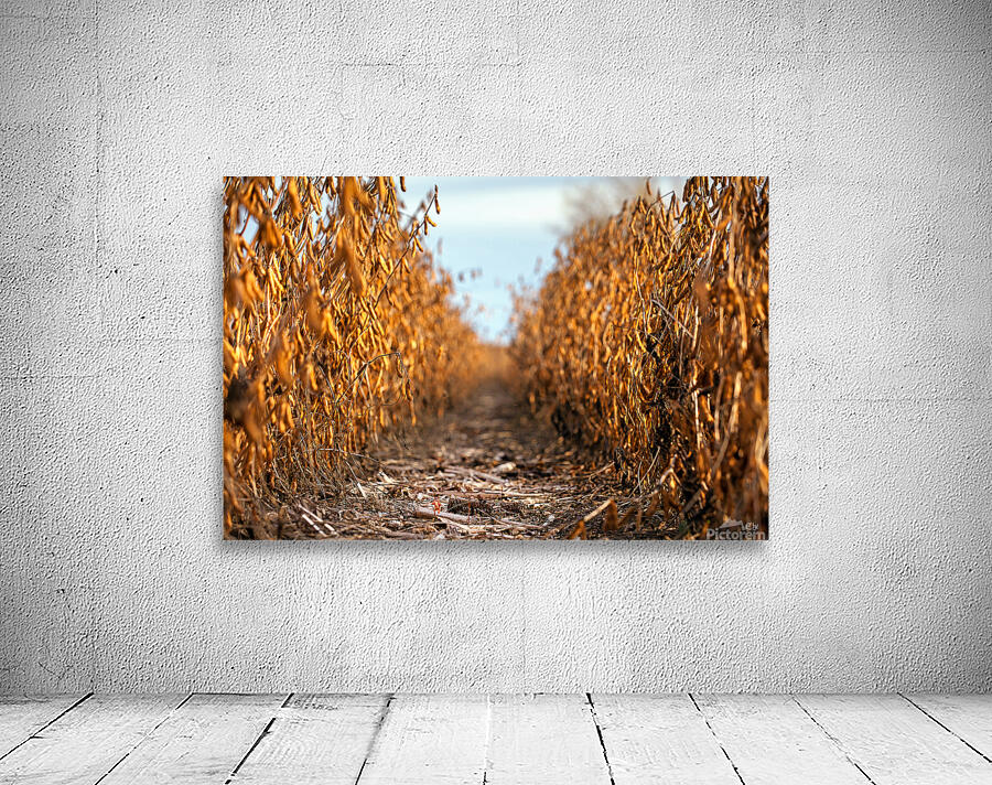 Solitude seche Wall Preview