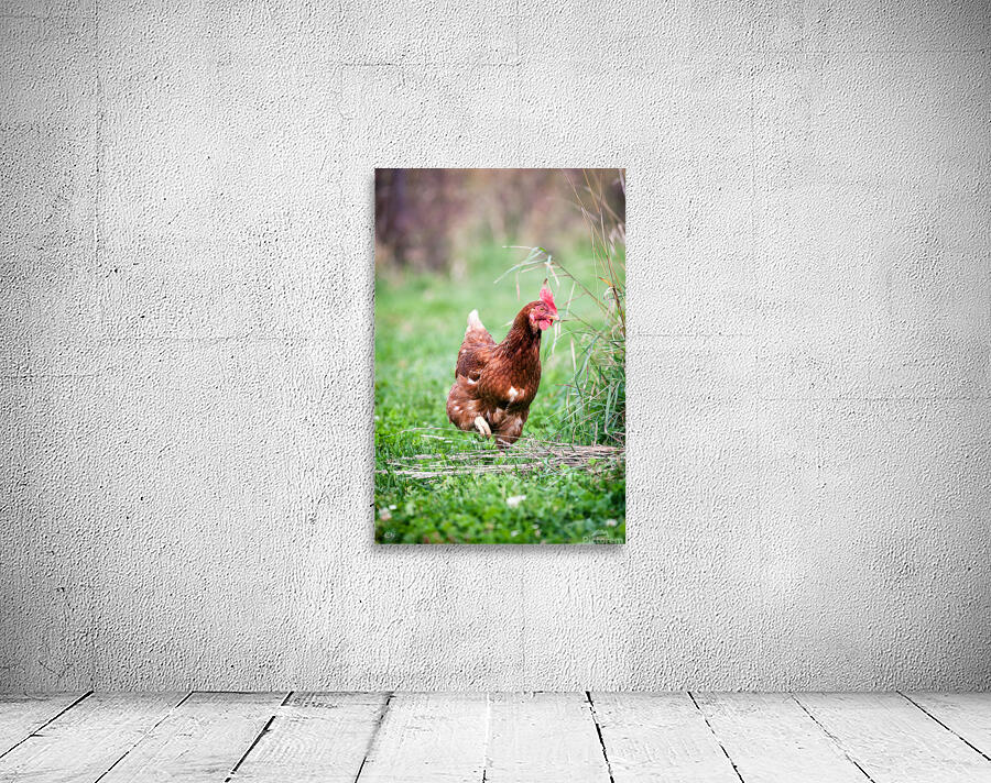 Criquette Wall Preview