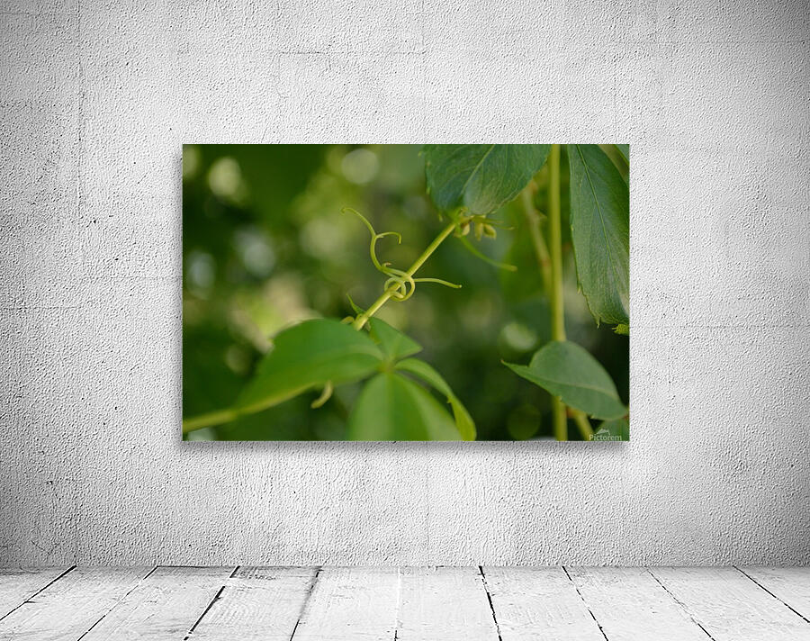 Virginia Creeper Vine Wall Preview