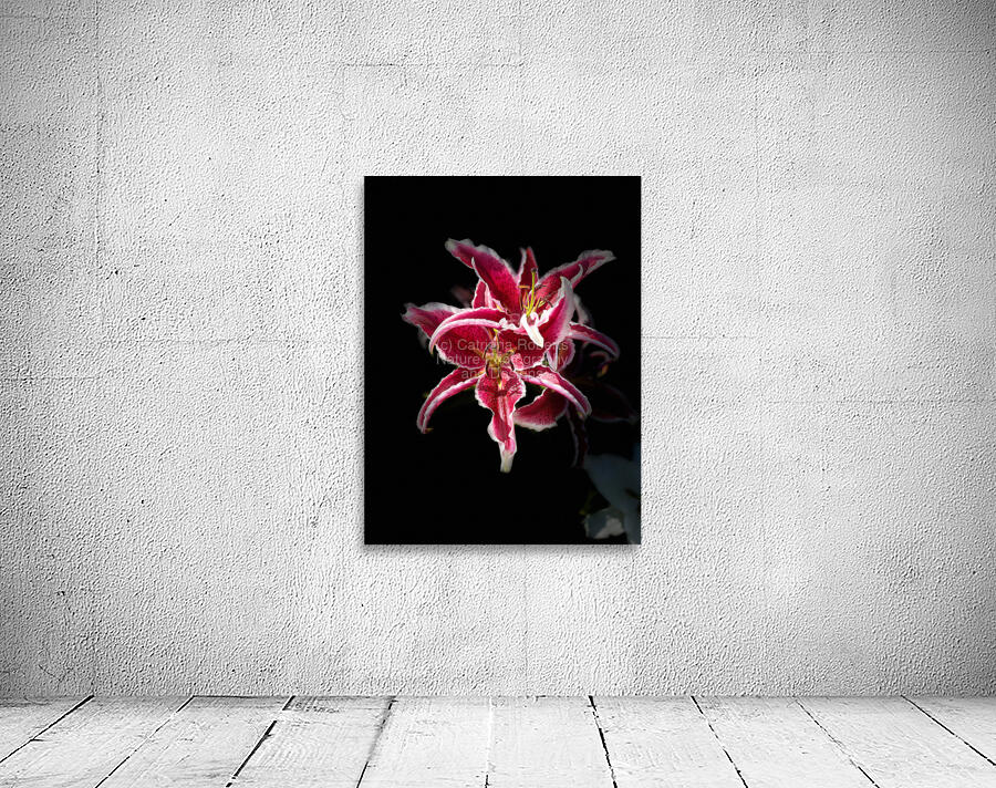 Vibrant Pink Lilies Wall Preview
