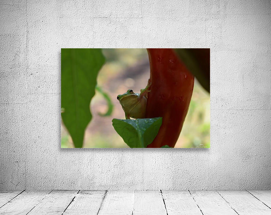 Peeping Frog by MDruba