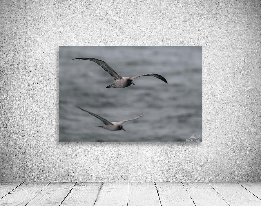 Jessica Albatross Wall Preview