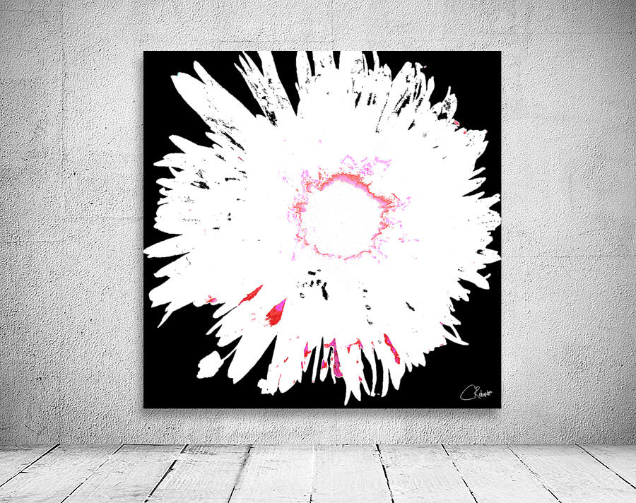 Distressed Abstract White and Pink Daisy on a Black Background Wall Preview