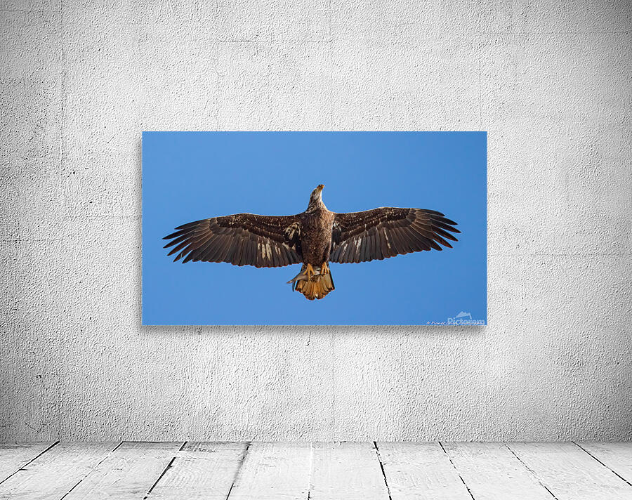 Juvenile Bald Eagle - Fresh Catch by Chad Meyer