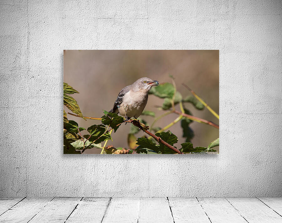 Northern Mockingbird - Berry in the Beak by Chad Meyer