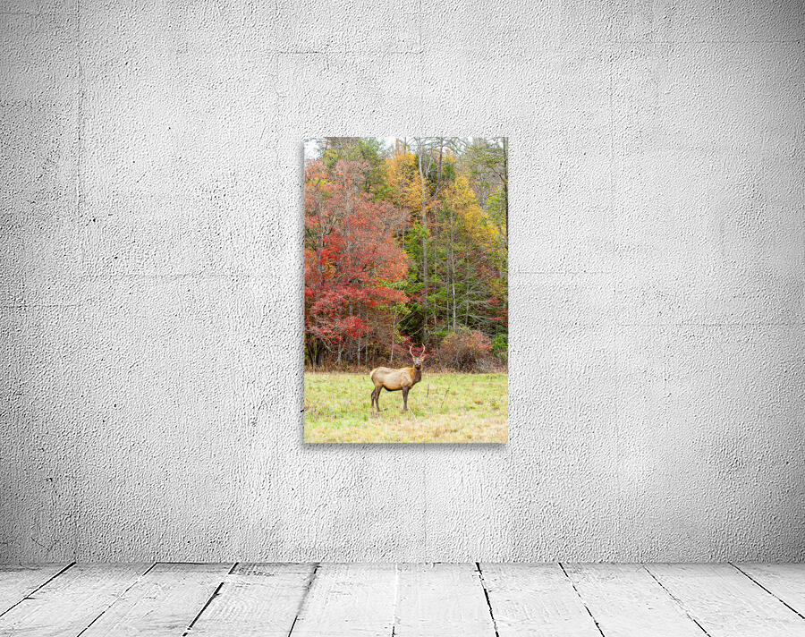 Bull Elk in Cataloochee Valley in North Carolina   Wall Preview