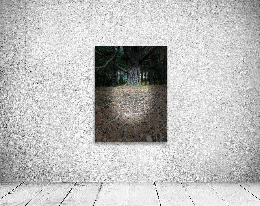 Scenes from the Trail- Forest Floor Wall Preview