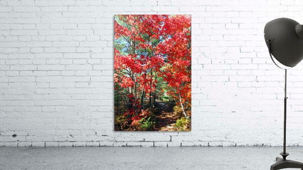 Colorful Fall Trail by Deb Oppermann