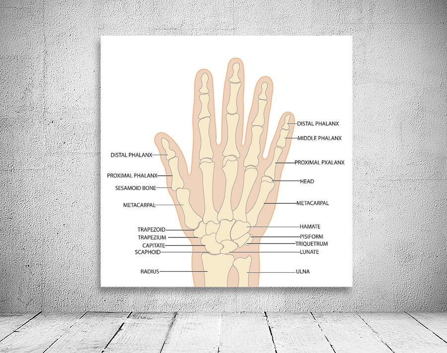 Human hand anatomy  Wall Preview