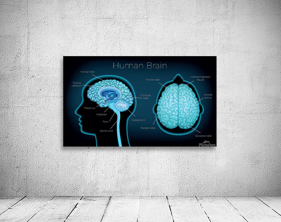 Human Brain Wall Preview