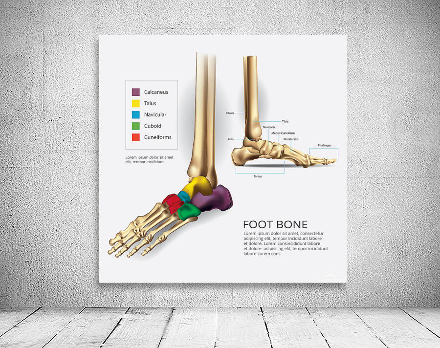Foot Bone Wall Preview
