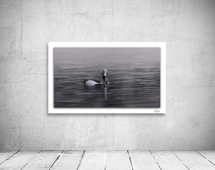 Mistery of the Ringneck Duck by Moments By Shane