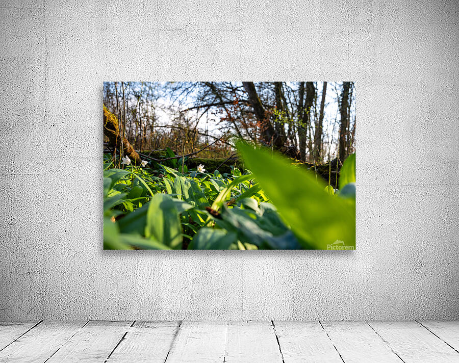Closeup shot of wild garlic and thimbleweed in the beautiful forest in early spring at sunset Wall Preview