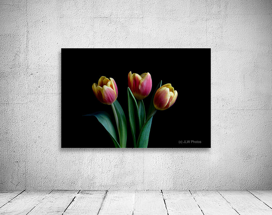 Three Tulips Wall Preview
