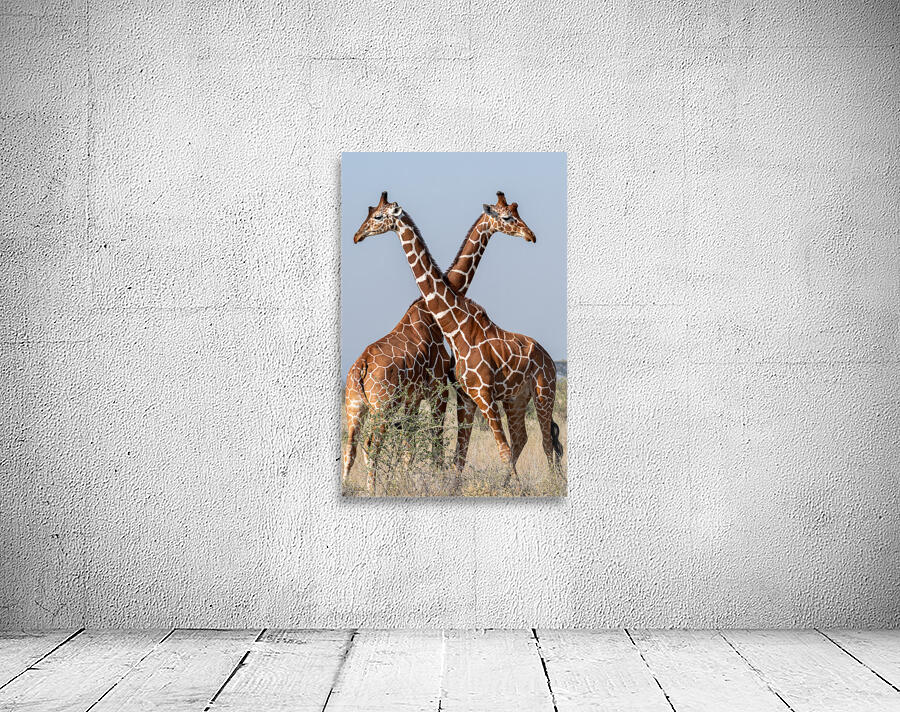 Reticulated Giraffes Wall Preview