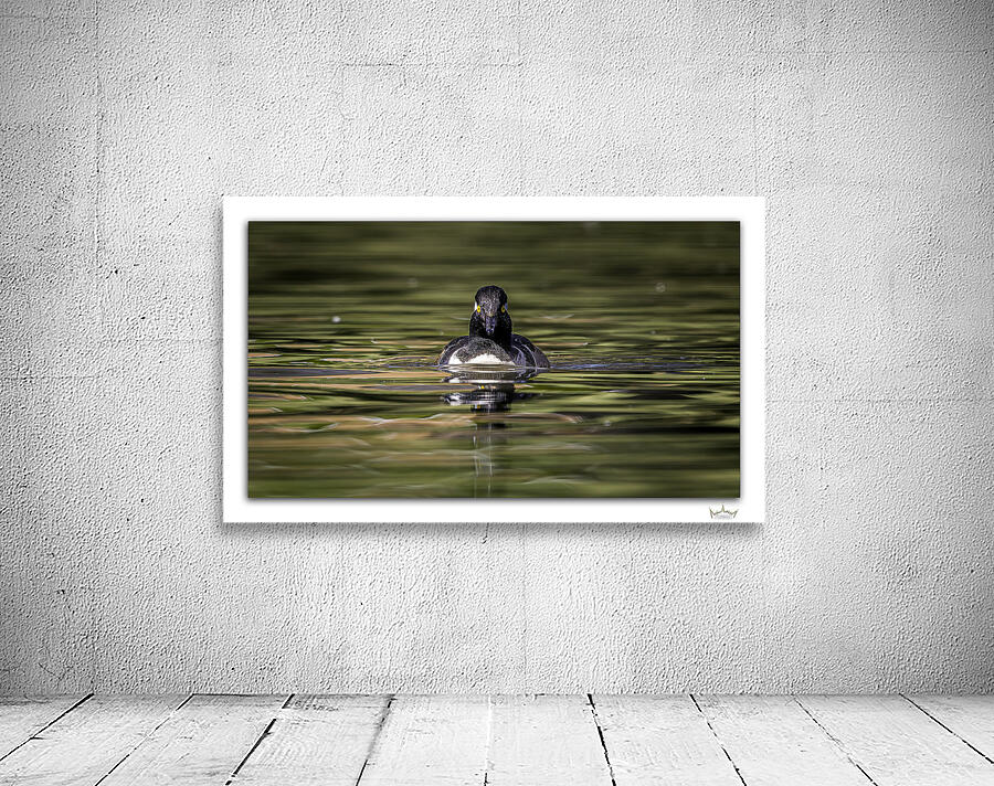 Merganser Portrait by Moments By Shane
