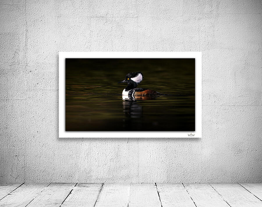 Merganser Profile by Moments By Shane