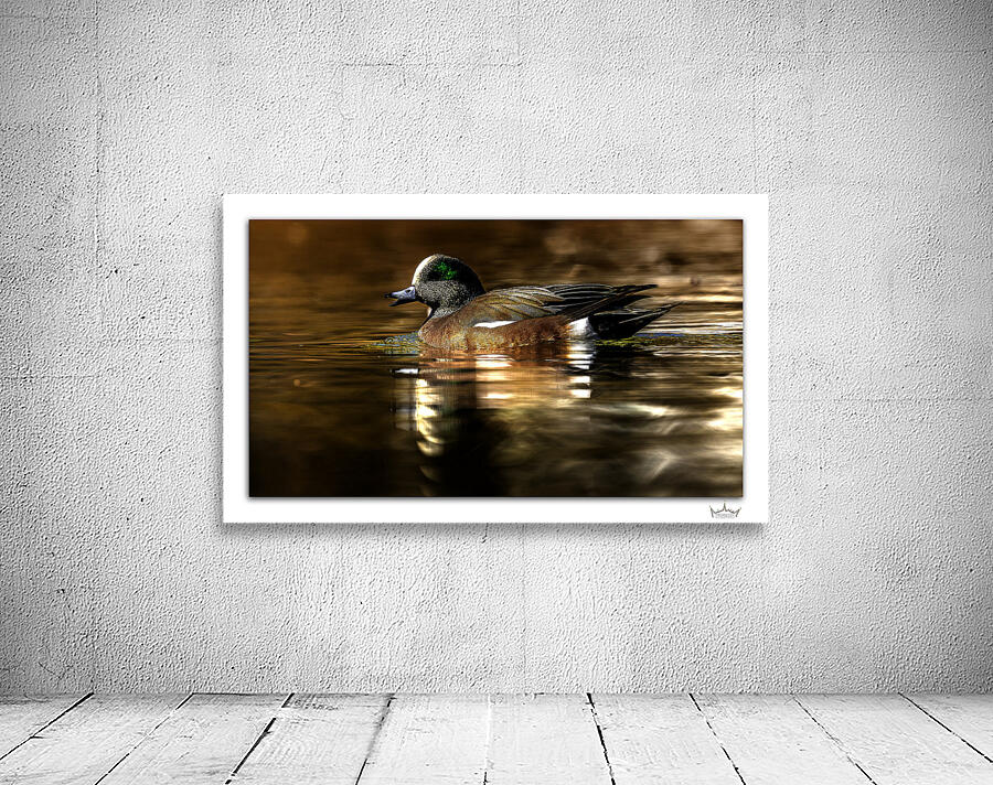 Wigeon Chat by Moments By Shane