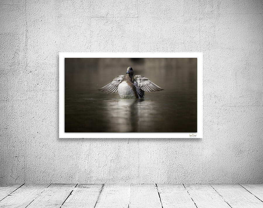 A Wigeon Gets His Wings by Moments By Shane