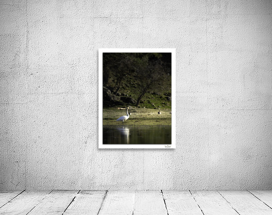 Swan Sunset by Moments By Shane