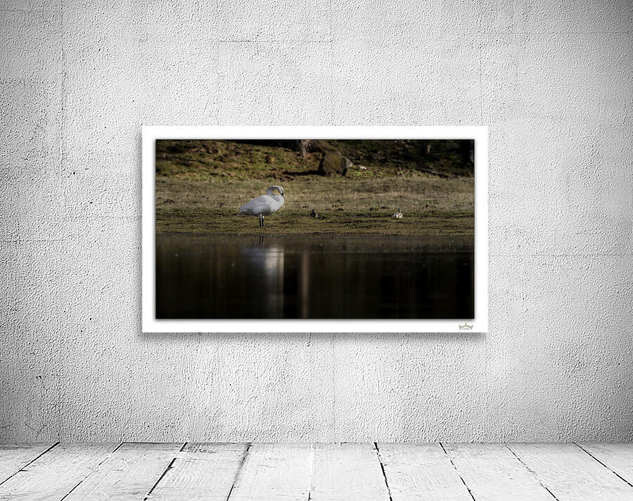 Swan by Moments By Shane